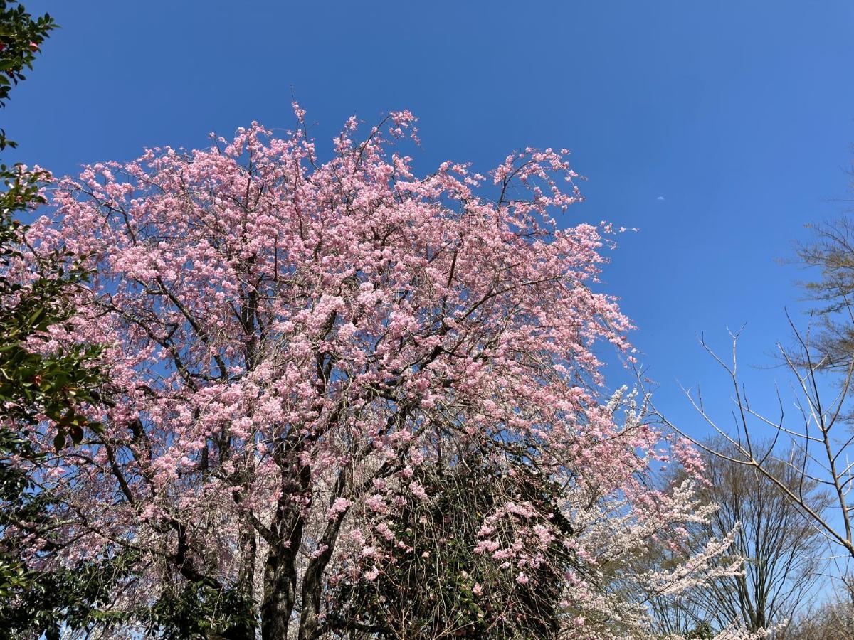 お宿でん吉 Minamiaso Esterno foto